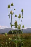 Dipsacus laciniatus