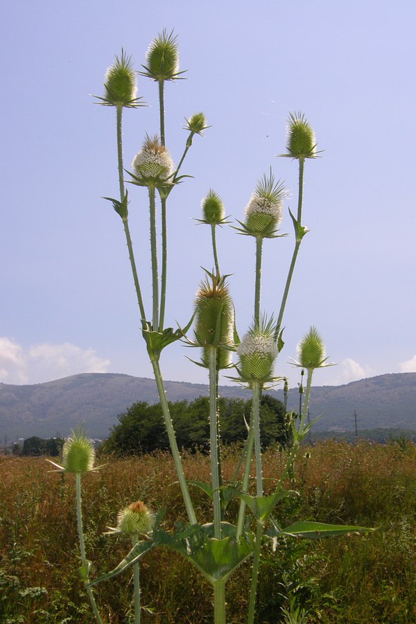 Изображение особи Dipsacus laciniatus.