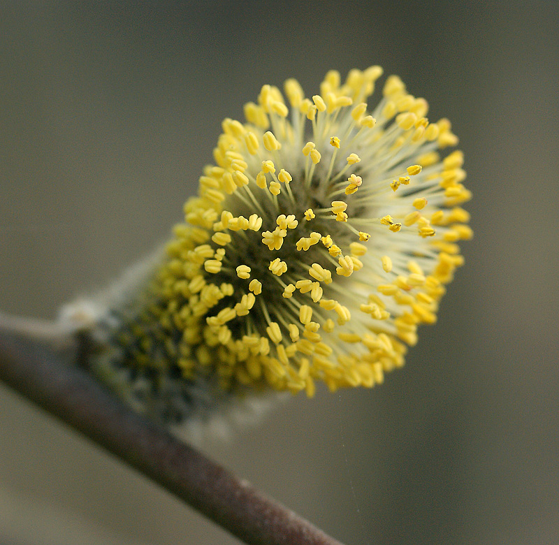 Изображение особи Salix caprea.