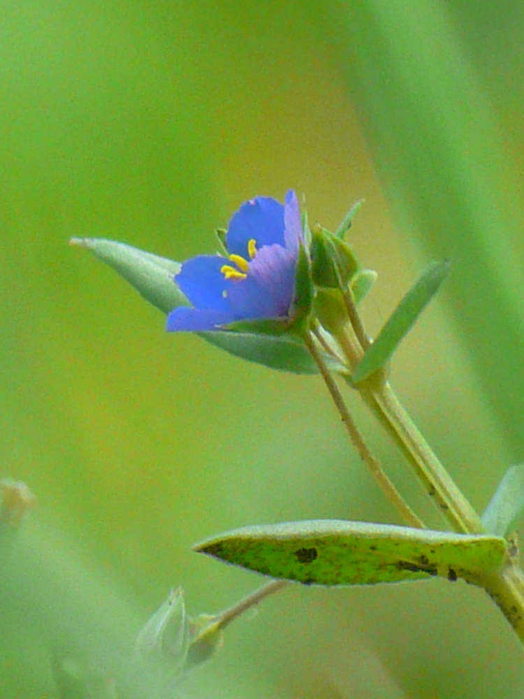 Изображение особи Anagallis arvensis.