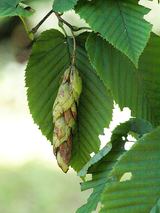 Изображение особи Carpinus cordata.