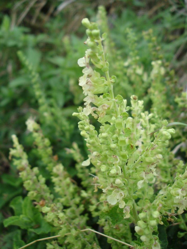 Image of Teucrium scorodonia specimen.