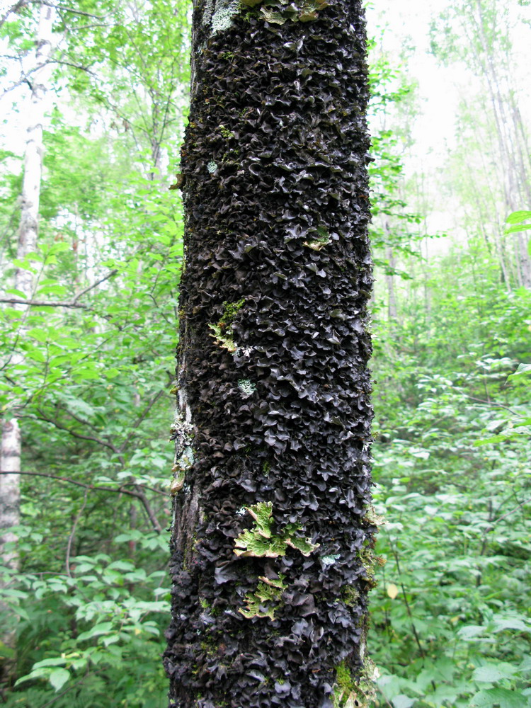 Image of Salix rorida specimen.