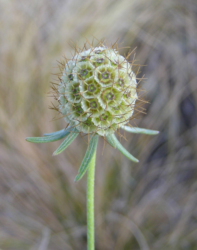 Image of Scabiosa ochroleuca specimen.