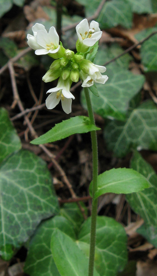 Изображение особи Arabis turrita.