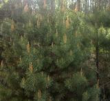 genus Pinus. Ветви с молодыми побегами. Харьковская обл., Волчанский р-н, Новодоновский заказник. 30.04.2012.