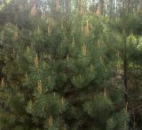 род Pinus