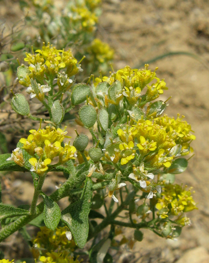 Image of Odontarrhena tortuosa specimen.