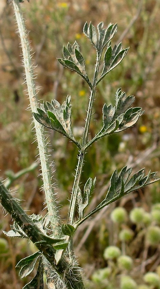 Image of Daucus broteri specimen.