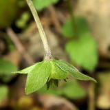 Hepatica nobilis. Плод, обратная сторона чашечки. Смоленская обл., Смоленский р-н, долина Удры. 07.05.2012.