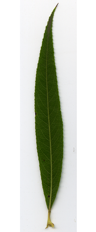 Image of Salix babylonica specimen.