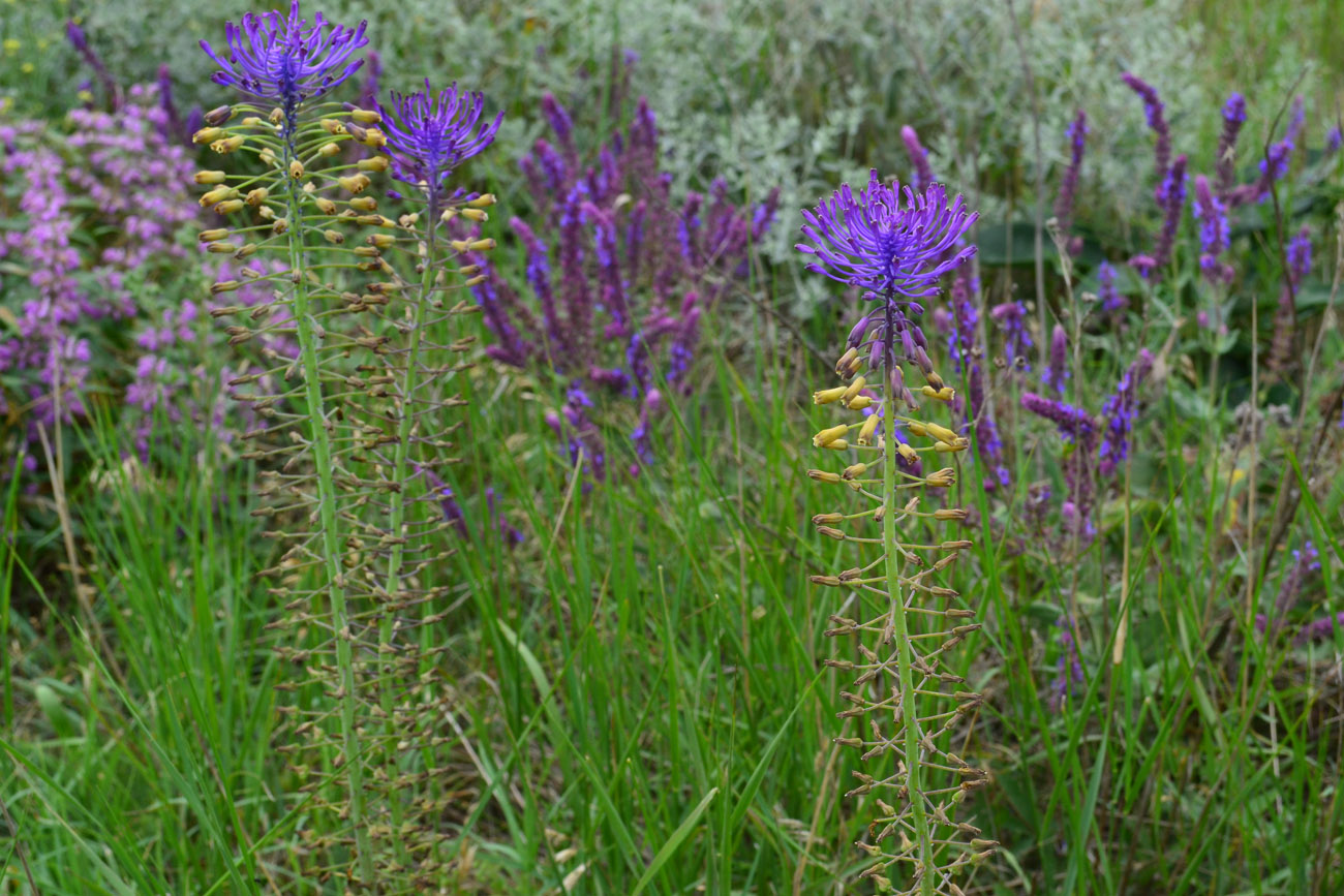 Image of Leopoldia comosa specimen.