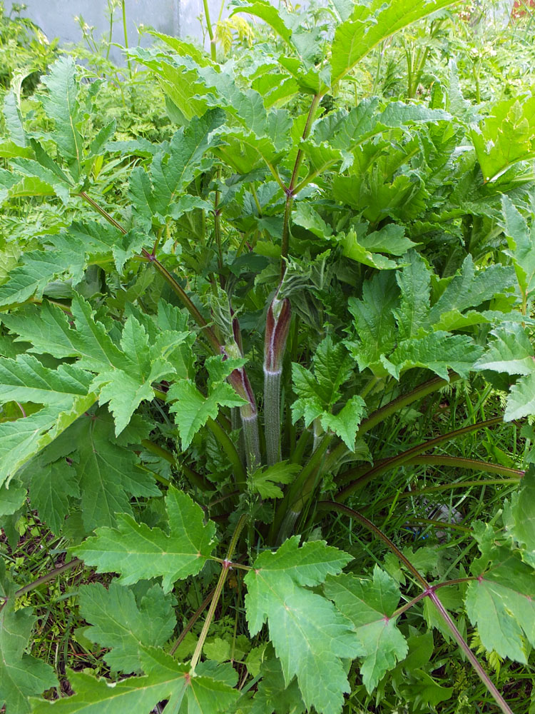 Изображение особи род Heracleum.