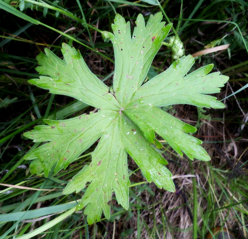 Image of Geranium palustre specimen.