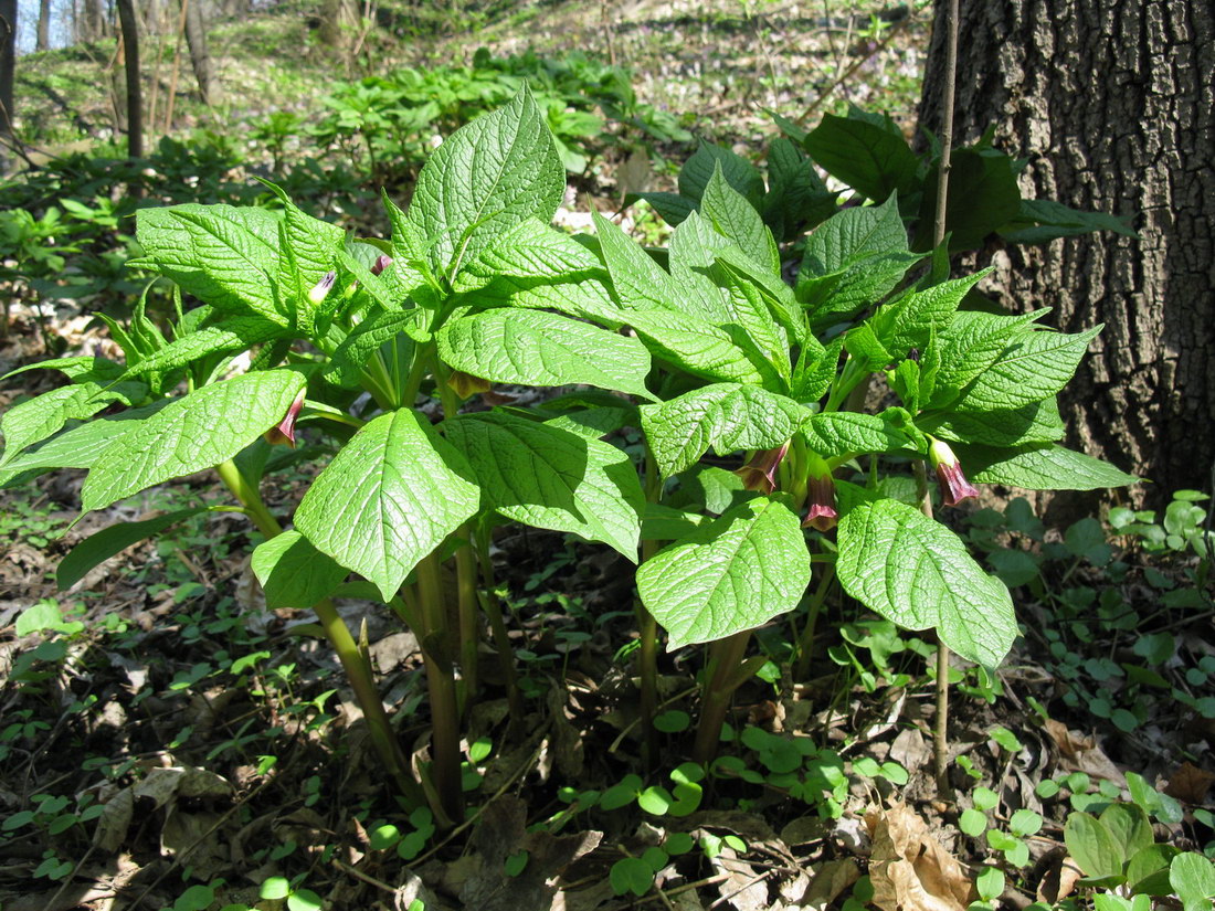 Изображение особи Scopolia carniolica.