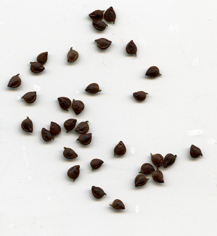 Image of Ranunculus acris specimen.