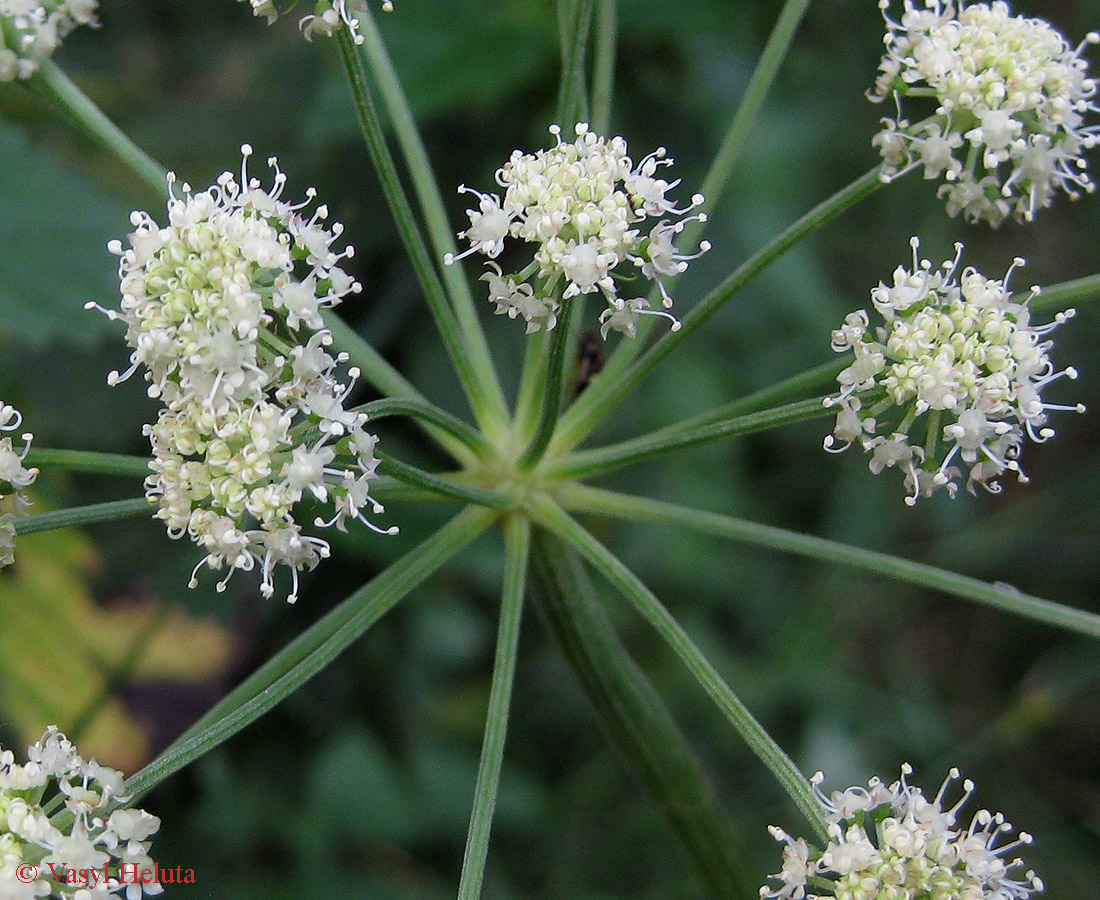 Изображение особи Angelica sylvestris.