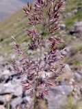 Calamagrostis caucasica