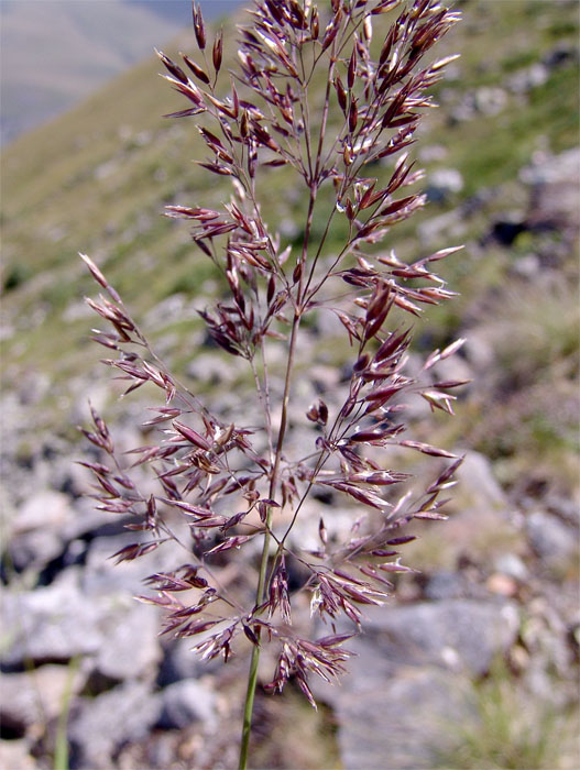 Изображение особи Calamagrostis caucasica.