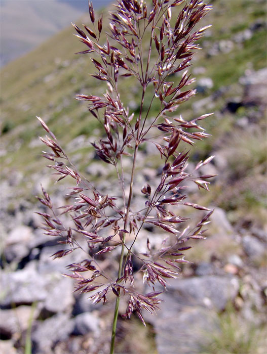 Image of Calamagrostis caucasica specimen.