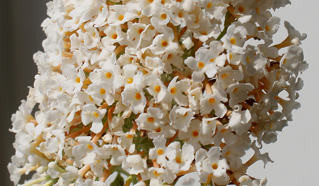 Image of Buddleja davidii specimen.