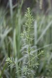 семейство Chenopodiaceae. Верхушка вегетирующего растения. Южный Казахстан, правобережье Сыр-Дарьи выше устья Арыси. 27.05.2012.