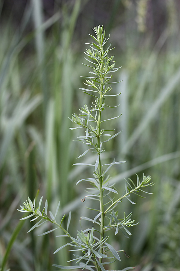 Изображение особи семейство Chenopodiaceae.