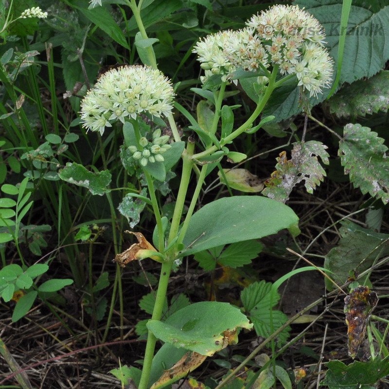 Изображение особи Hylotelephium pallescens.