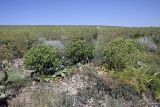 Cousinia triflora. Цветущие растения. Южный Казахстан, нижний Боролдай, лощина Акжар. 03.06.2012.