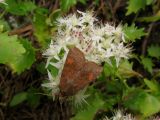 Hylotelephium populifolium