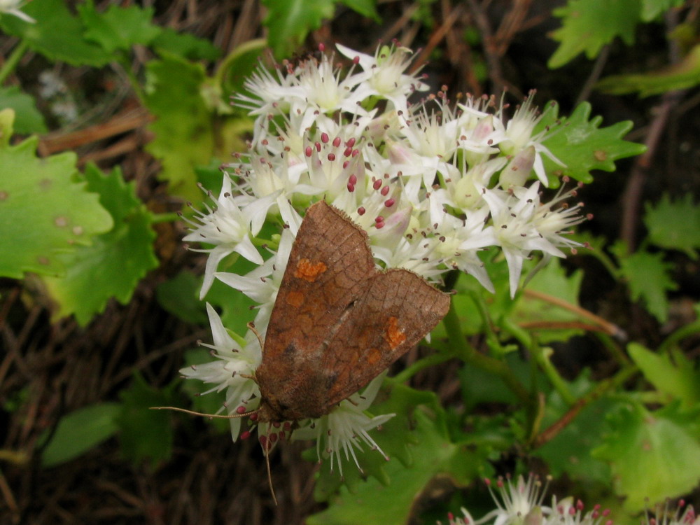 Image of Hylotelephium populifolium specimen.
