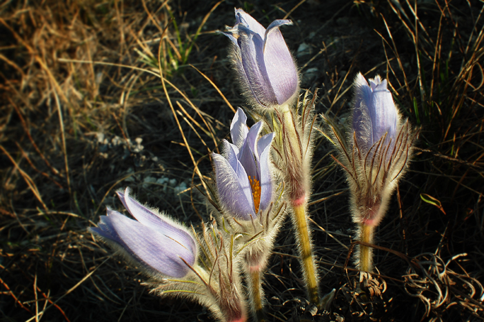 Image of Pulsatilla grandis specimen.