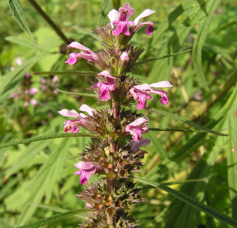 Изображение особи Leonurus japonicus.