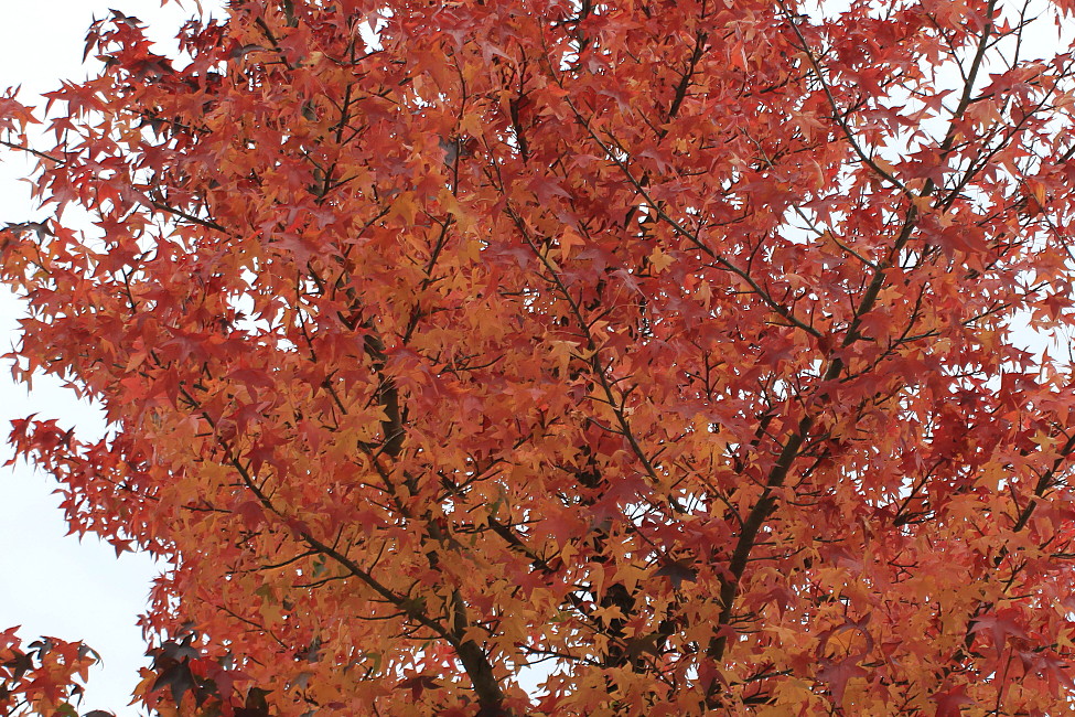 Image of Liquidambar styraciflua specimen.