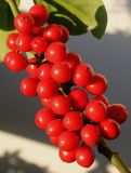 Ilex aquifolium. Соплодие ('J. C. van Tol'). Германия, г. Кемпен, в культуре. 11.11.2012.