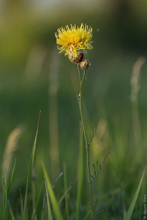 Image of Centaurea orientalis specimen.