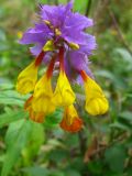 Melampyrum nemorosum. Верхушка соцветия. Украина, Львовская обл., Бориславский горсовет, пгт Сходница, граница лиственного леса на склоне и луга. 11.08.2012.