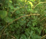 Elymus caninus. Соплодие. Курская обл., г. Железногорск, ур. Устье-Воронка. 1 августа 2007 г.