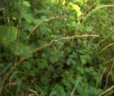 Elymus caninus