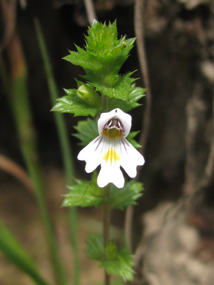 Изображение особи Euphrasia rostkoviana.