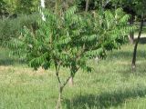 Rhus typhina. Расцветающее (?) дерево. Украина, г. Запорожье, в культуре. 25.06.2009.