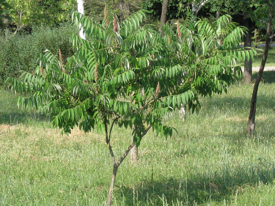 Изображение особи Rhus typhina.