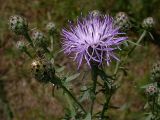 Centaurea stoebe