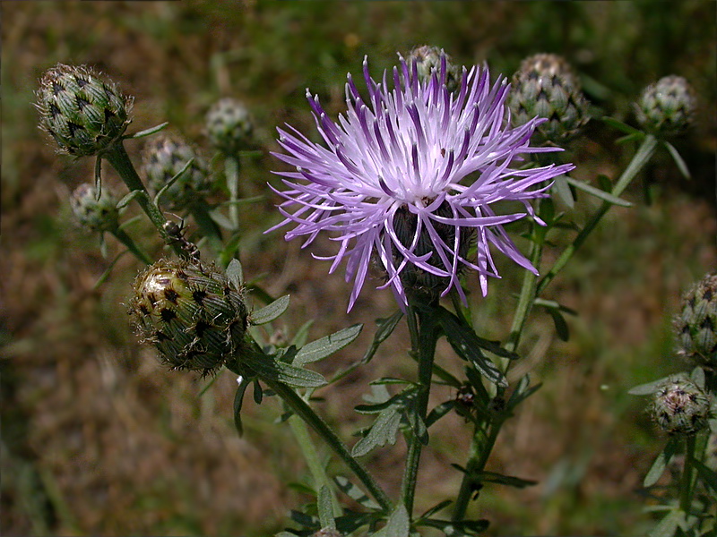 Image of Centaurea stoebe specimen.