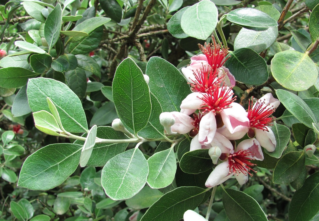 Image of Acca sellowiana specimen.