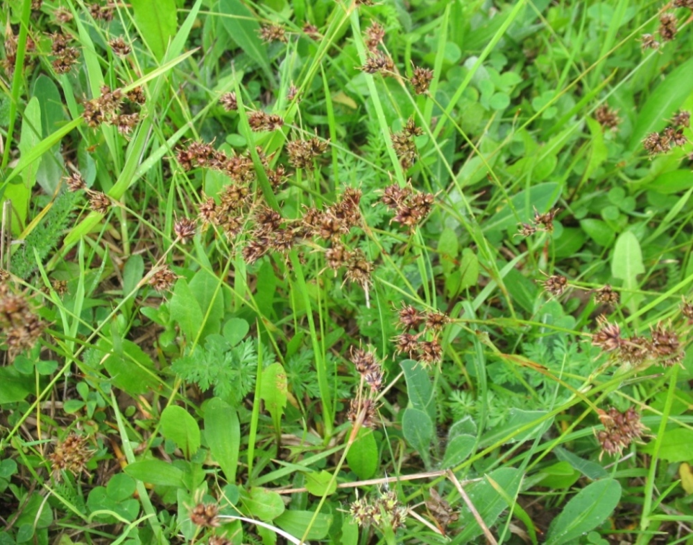 Image of Luzula campestris specimen.