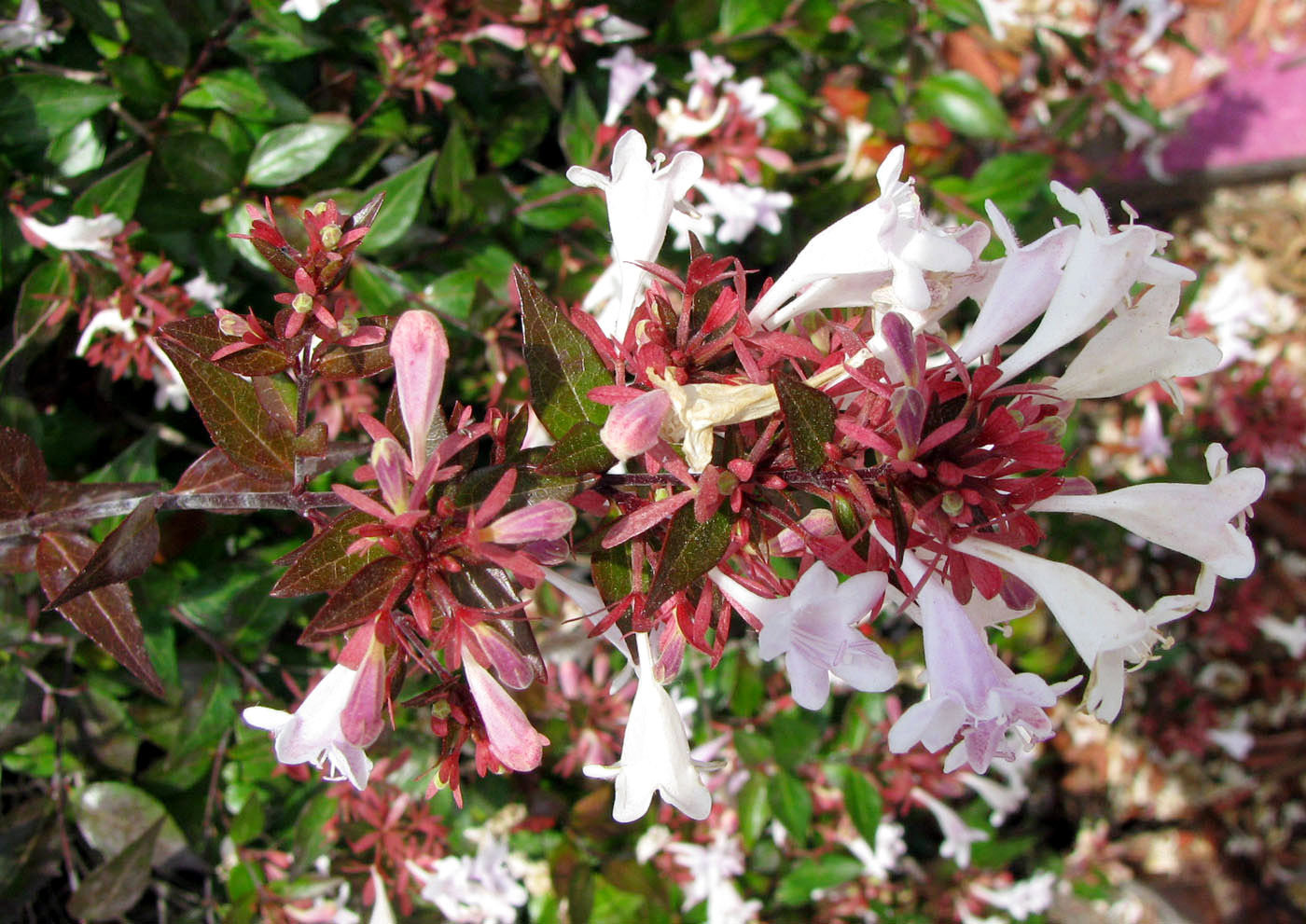 Image of Abelia &times; grandiflora specimen.