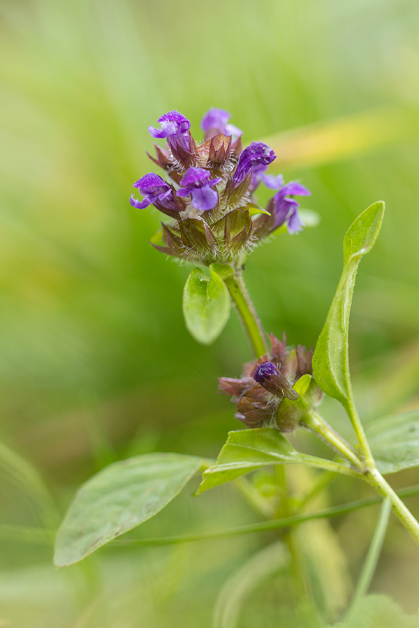 Изображение особи Prunella vulgaris.