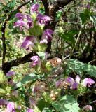 Phlomoides pratensis. Верхушка цветущего растения. Кыргызстан, северный берег оз. Иссык-Куль, Григорьевское ущелье. 08.08.2011.