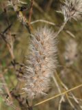 Trifolium arvense